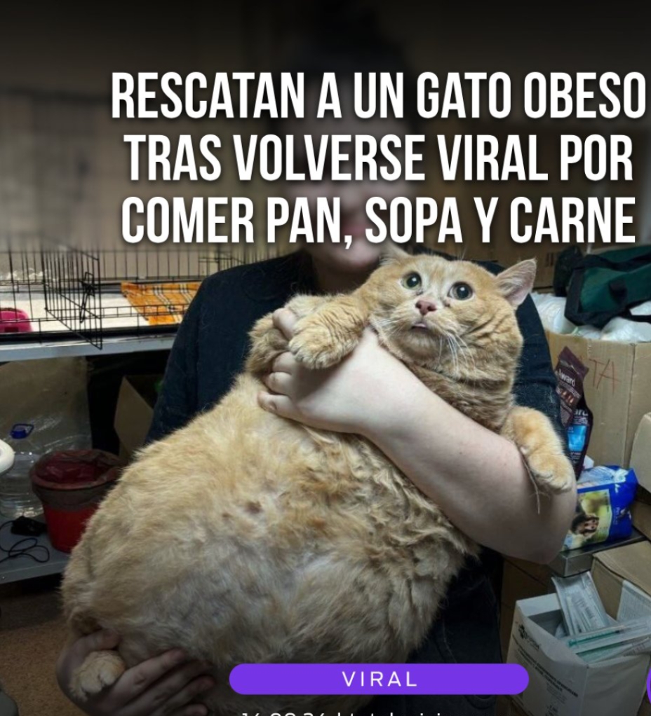 Un Gato Obeso Es Rescatado En El Sótano De Un Hospital En Rusia.